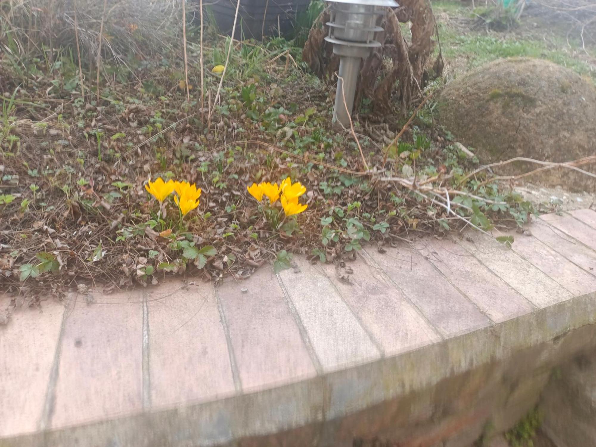 Byt S Terasou A Zahradou Brno Dış mekan fotoğraf